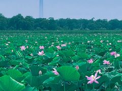-西青郊野公园