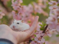 -钓仓鼠(洋桥北里小区店)