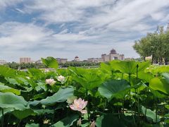 -莲花池公园