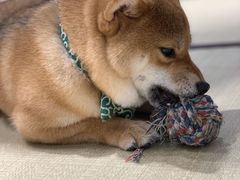 -逗柴咖啡屋·狗咖猫咖宠物桌游