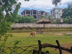 -泉州海丝野生动物世界