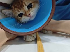 -瑞派动物医院·绝育·犬猫全科·预防医学(光景江南中店)