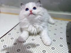 -糯米喵星人总部直营旗舰店·猫舍·幼猫出售
