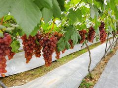 -金谷域澳洲庄园