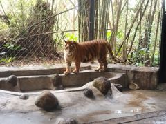 -海南热带野生动植物园