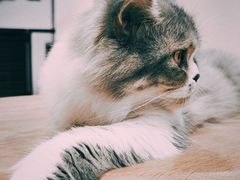 -瞄一喵猫咖(格力海岸店)