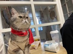 -楼上猫咖(罗湖店)