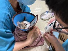 -动物缘宠物医院·骨科·猫科(西二环店)