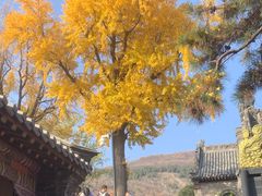 -泰山风景名胜区-普照寺