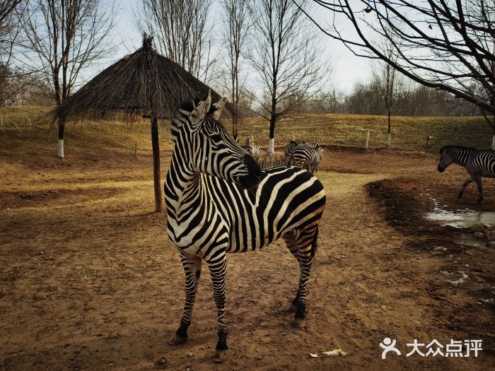 北京野生动物园图片