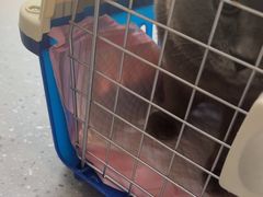 -瑞派伍一宠物医院·眼科·骨科·猫科转诊中心(马王堆院)