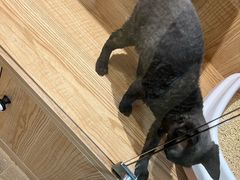 -老吴的猫·猫舍(新区店)