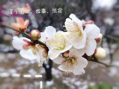-鹅湖玫瑰文化园