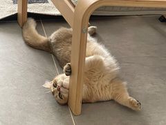 -伟伟宠物医院·瑞派猫友好医院·猫科(光谷店)