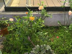 -蘇河湾·新鲁菜·泰山宴(泰山店)