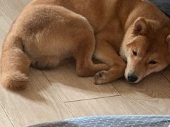 -柴源莊·柴小宠柴犬咖啡