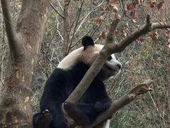 -都江堰中华大熊猫苑