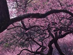 -杭州植物园