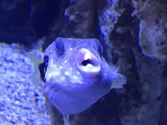 -芜湖新华联大白鲸海洋公园