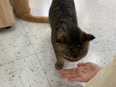 -喵园·猫主题咖啡厅·撸猫·猫咖(国贸店)