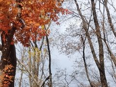 -天女山森林公园