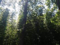 -黄海国家森林公园