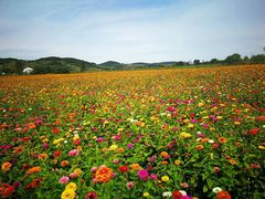 -莲花山花海