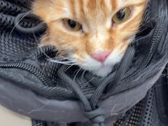-四月宠物医院·猫专科·心脏专科·内科(转塘店)