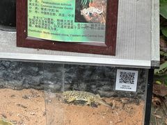 -上海大自然野生昆虫馆(东方明珠·爬宠昆虫探索中心)