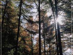 -苏木山森林公园