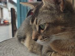 -喵屿·大理花园猫咖