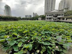 -荔湾湖公园