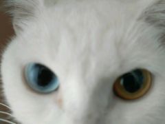 -瑞鹏宠物医院·骨科·猫科·内科(第一中心)