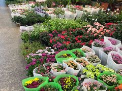 -双季花艺园艺市场(浦东店)