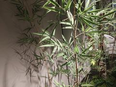 -绿茶餐厅(淮安吾悦广场店)