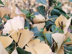 -四川大学(华西校区)