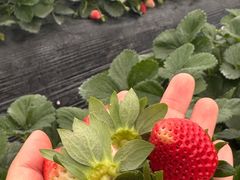 -喜杨洋草莓采摘园