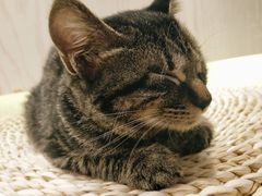 -浣熊柯尔鸭土拨鼠·电玩咖