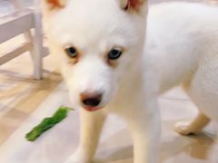 -喵百万·布偶·蓝金金渐层英短·猫舍(百子湾店)