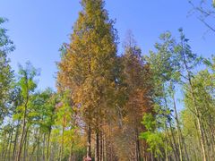 -合肥滨湖国家森林公园