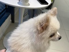 -怪兽屋·羊驼·猫咖·狗咖(俊华广场店)