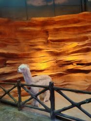 -酷嗒动物文化乐园(cutezoo西溪乐天城店)