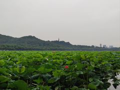 -西湖游船