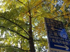 -三里屯东五街银杏大道