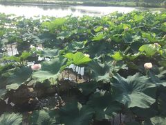 -荷塘月色湿地公园·向阳花洲