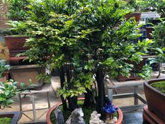 -秦美花卉(天朗·莱茵小城2期店)