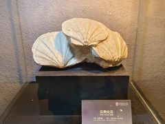 -中华赏石园