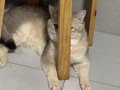-伟伟宠物医院·瑞派猫友好医院·猫科(光谷店)