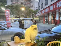 -豆逗聊愈猫阁Easy Life