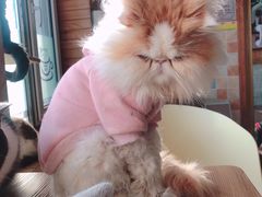 -猫的茶·猫咖